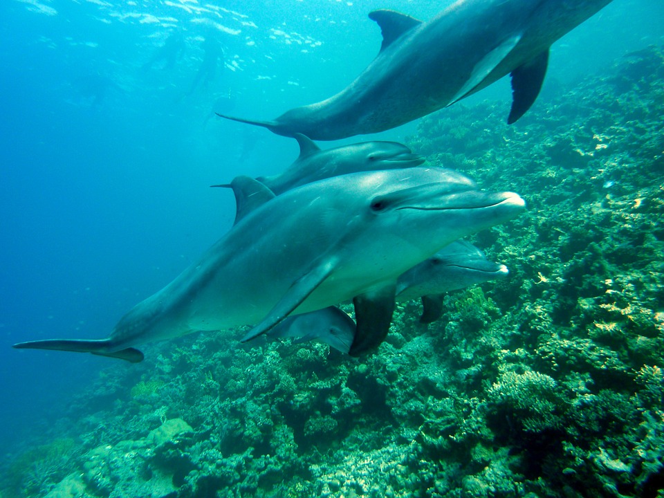 Diving with dolphins | © joakant / Pixabay