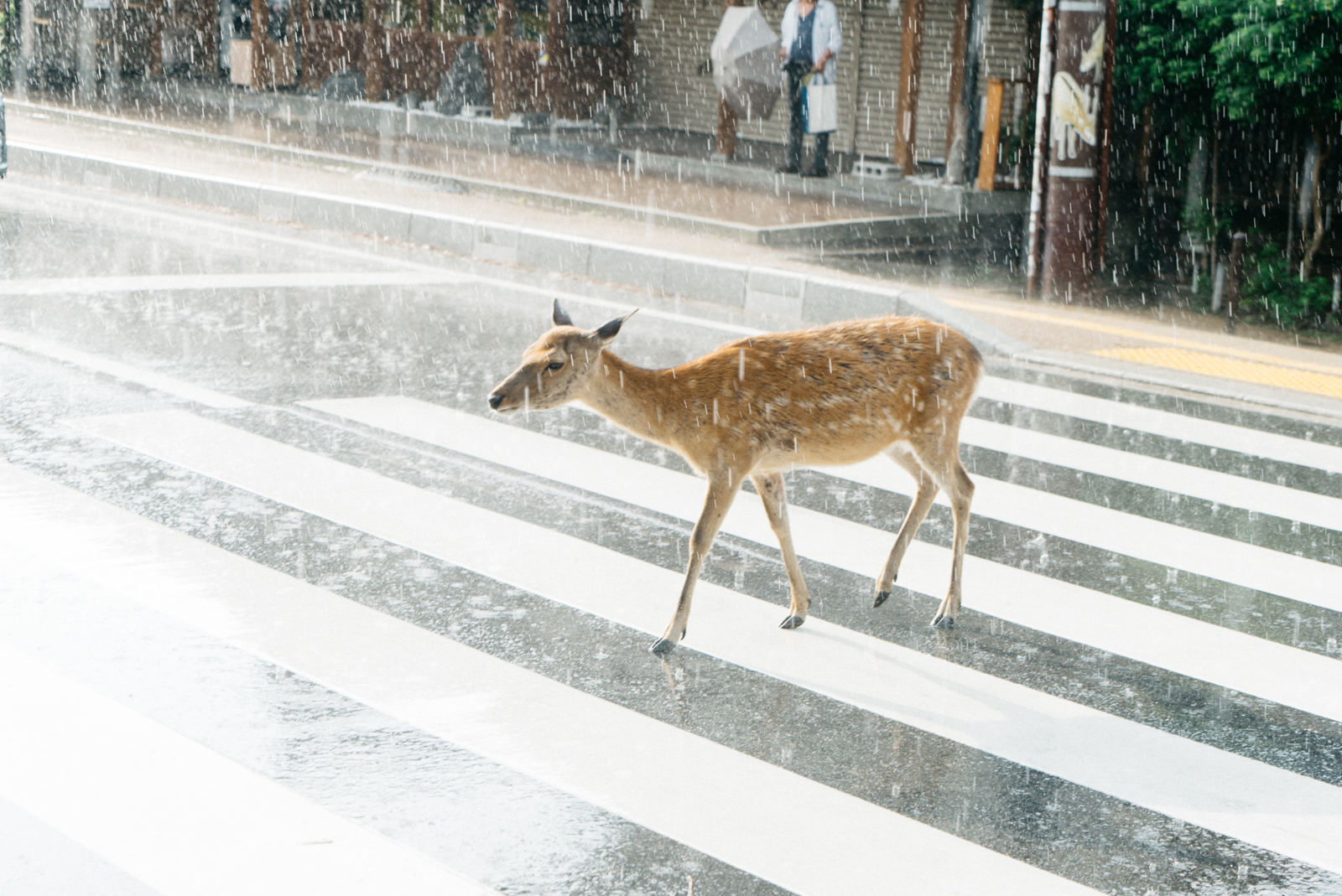 japanese deer