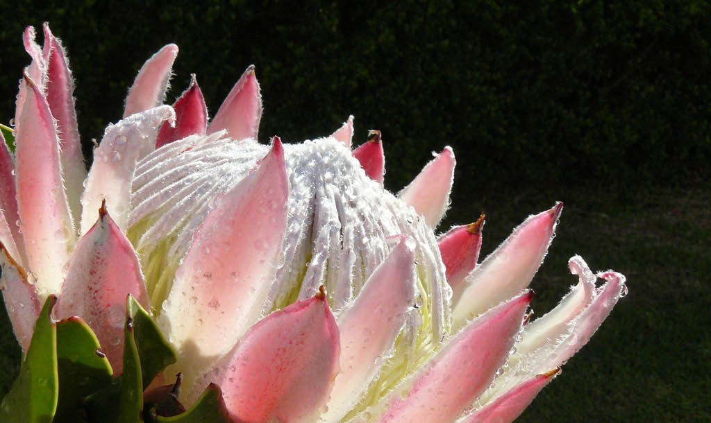 10 Fascinating Facts To Know About The Protea South Africa S National Flower