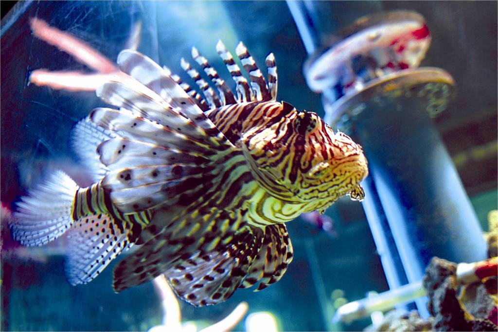 Scorpion fish