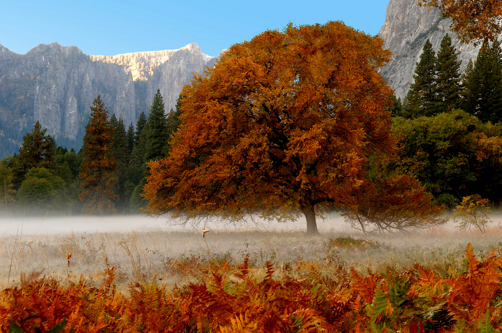 Yosemite Valley, Yosemite National Park, California