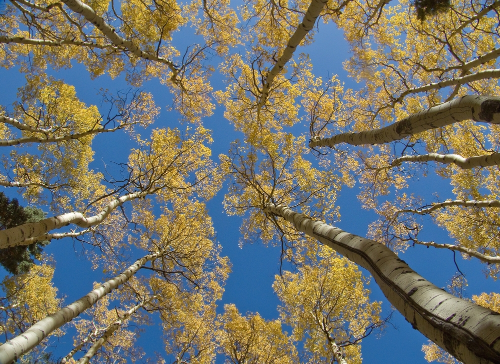 Golden Aspen Trees, New Mexico