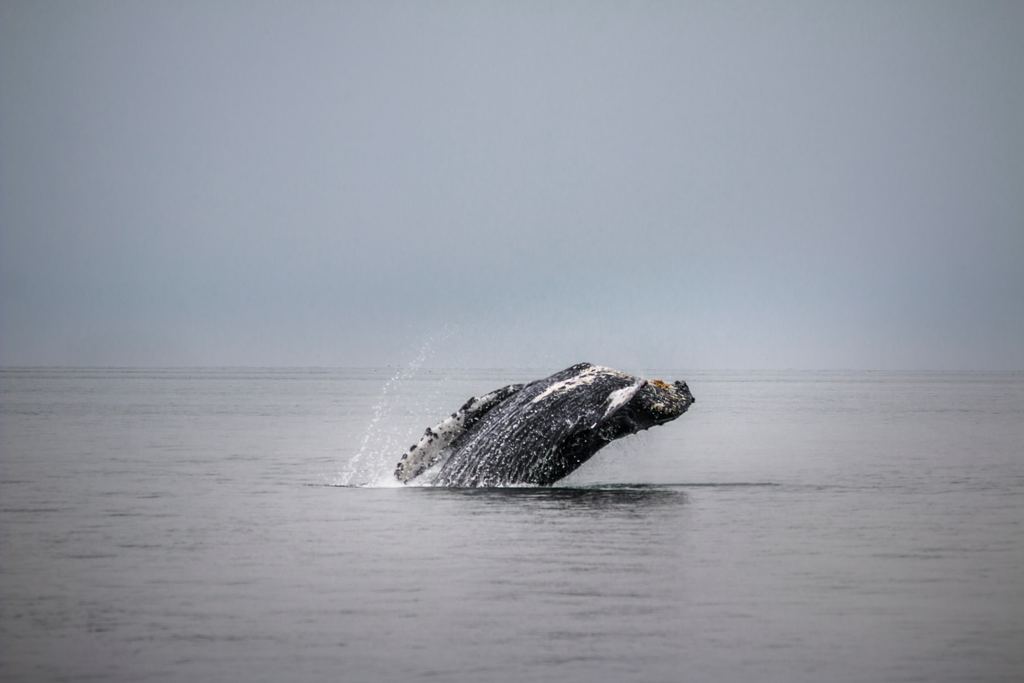 Whales breaching