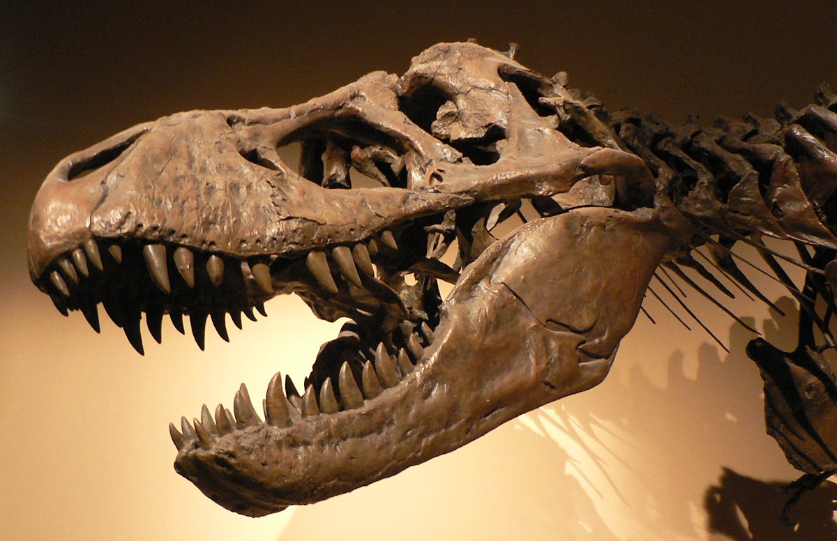 Tyrannosaurus Rex | ©David Monniaux / Wikimedia Commons