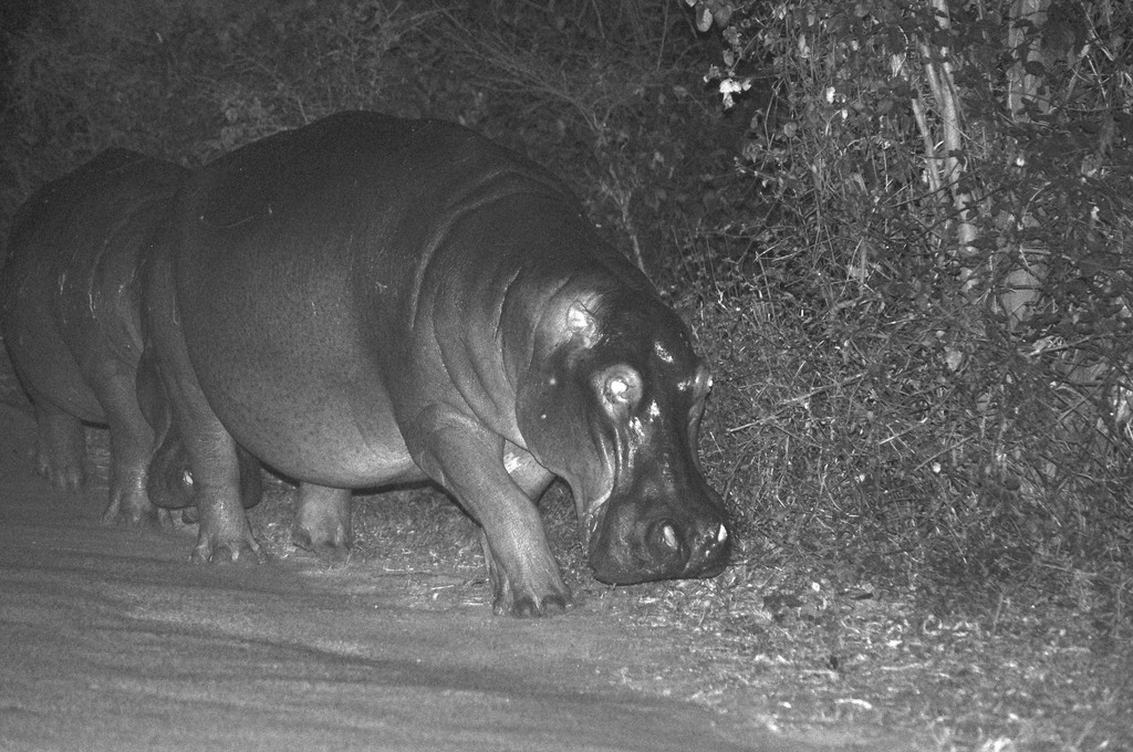 Street roaming hippo