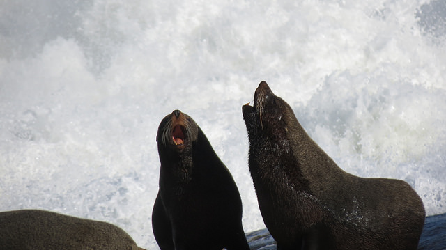 Watch sea lions up close in Cabo Polonio