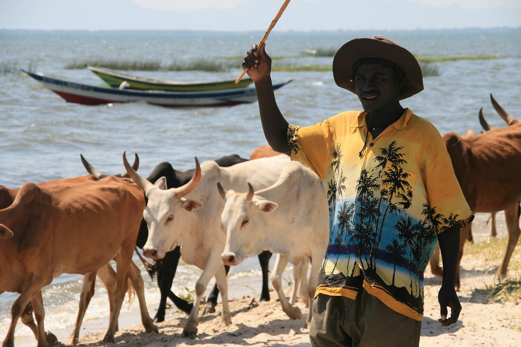 Subsistence farmer on Lake Victoria