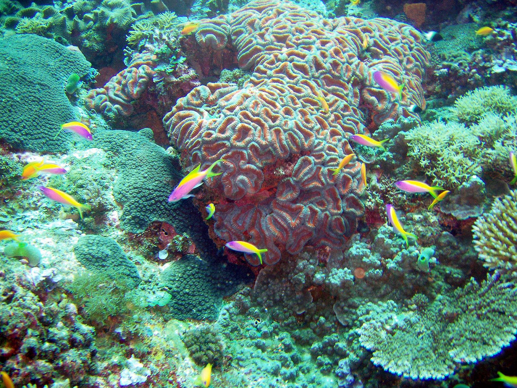 Coral and tropical fish