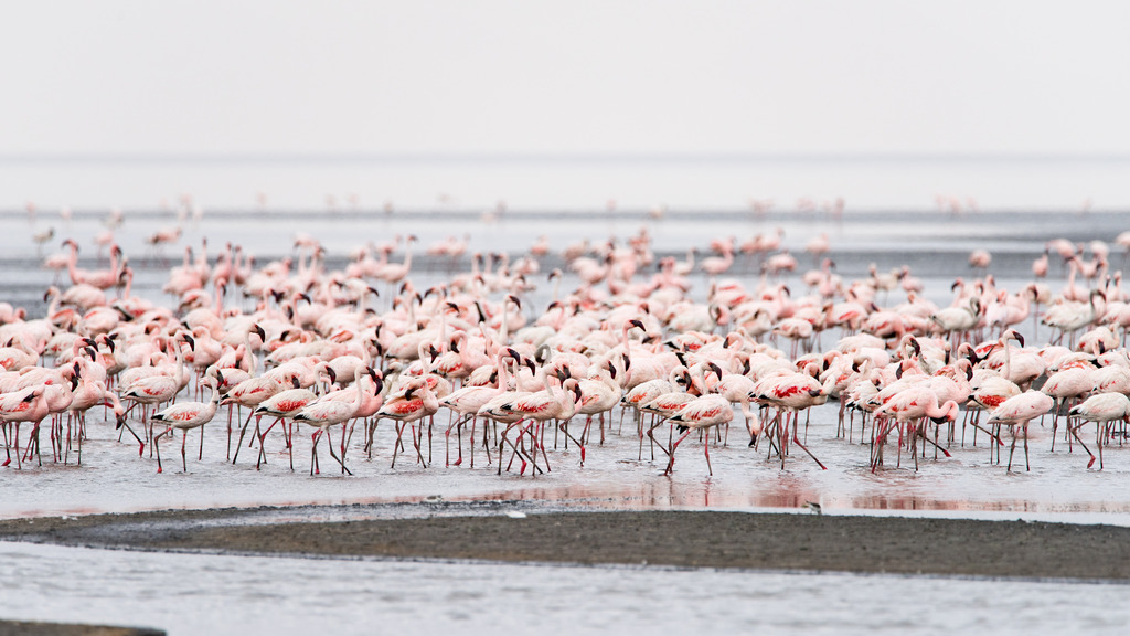 Flamingos on Lake Natron