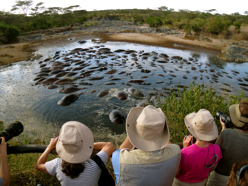 Serengeti Hippo Pool