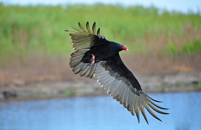 Turkey Vulture (Cathartes aura)