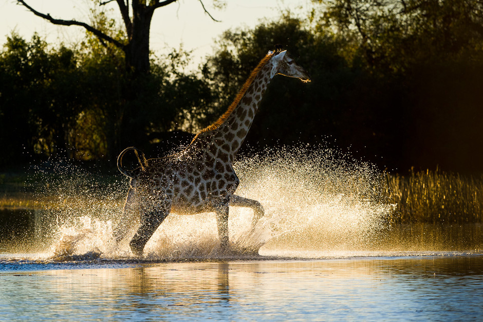 Giraffe in the Linyanti River 