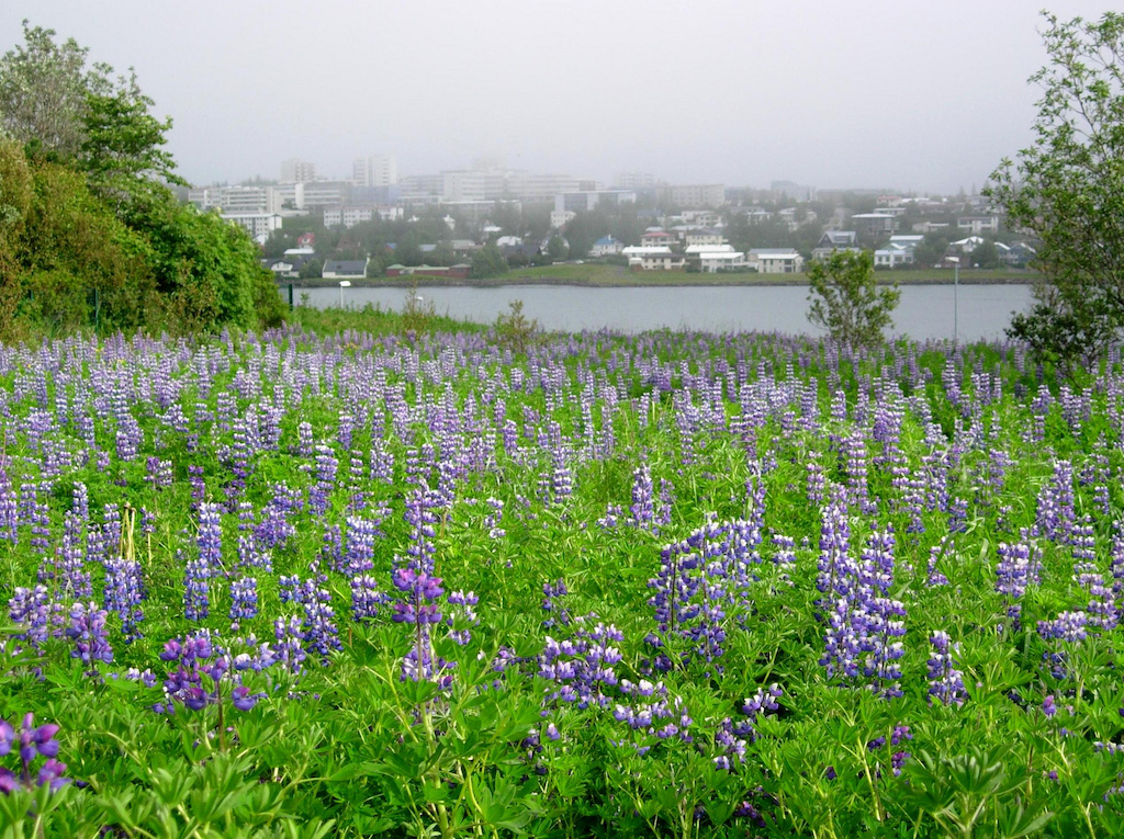 Lupins at Fossvogur Bay | © Hugh Millward/Flickr