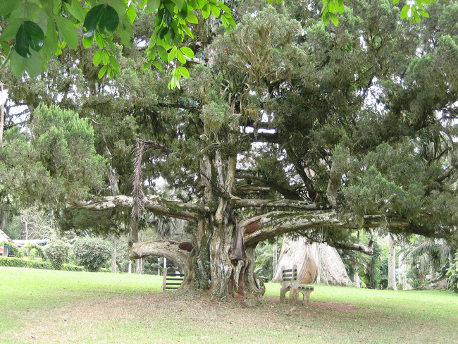 Gregory the tree at Aburi