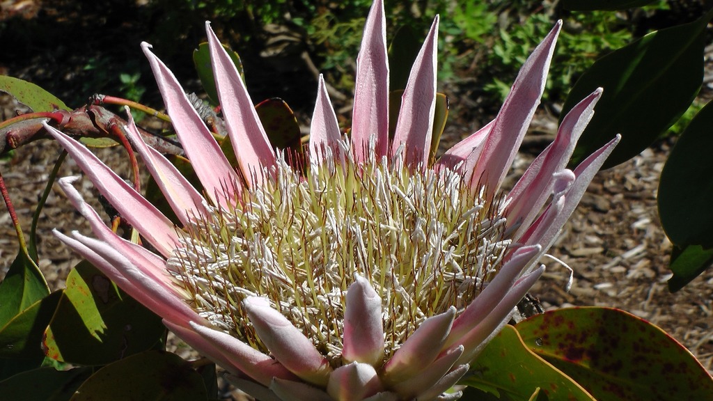 Flowering King protea