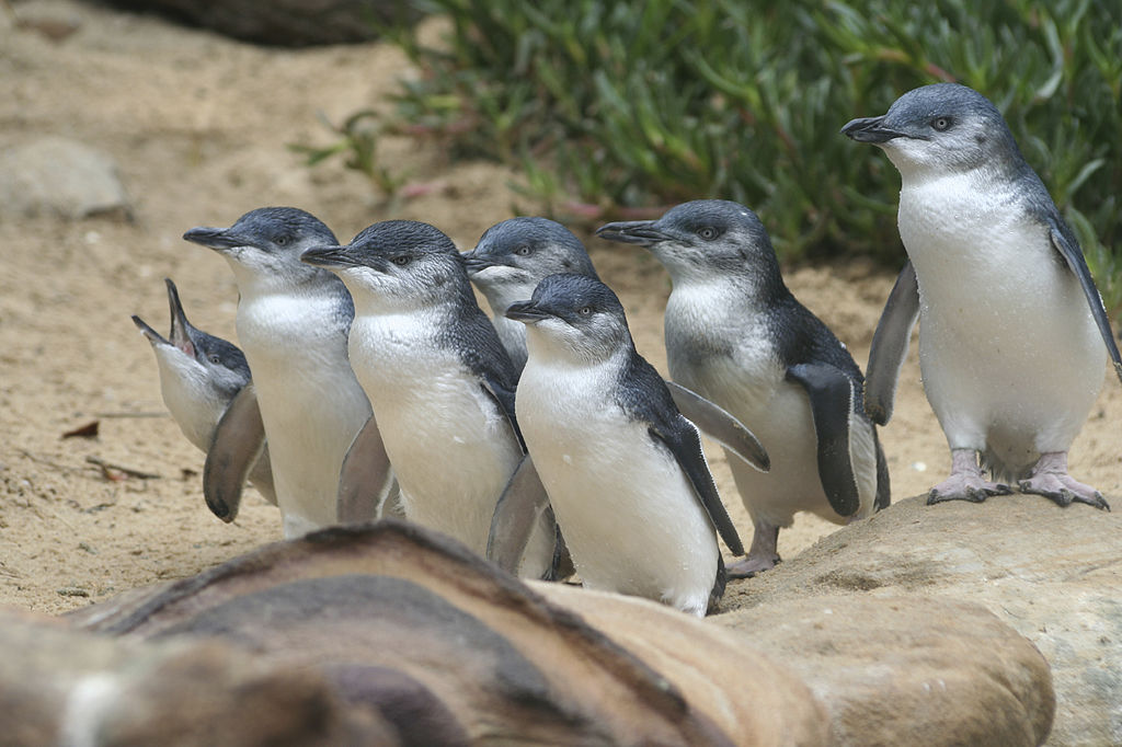 Penguin Parade | © Wildvik_Wikimedia Commons