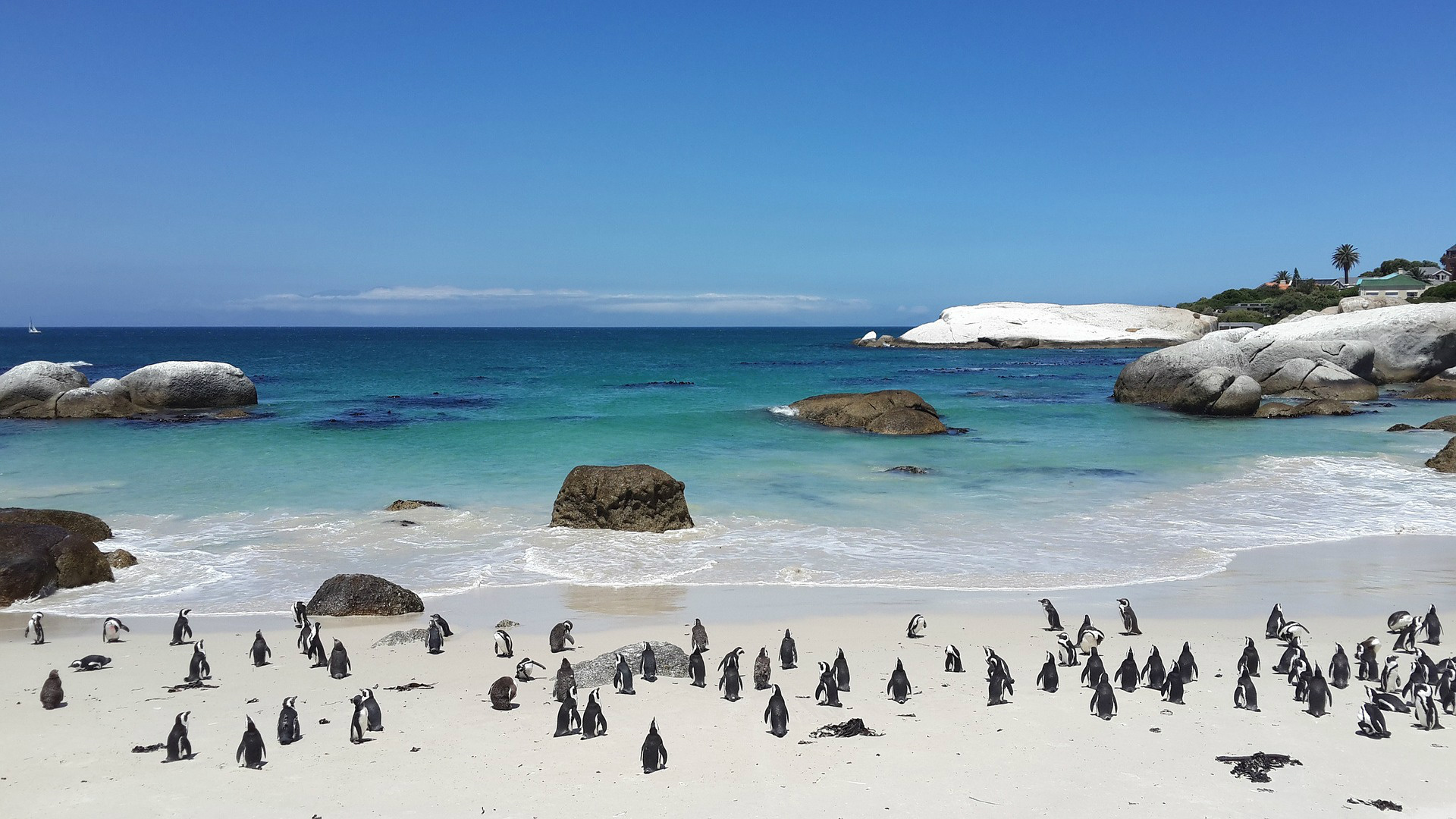 Пляж Болдерс, ЮАР