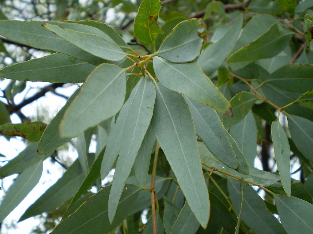 Most Health of Eucalyptus, Australia's Miracle
