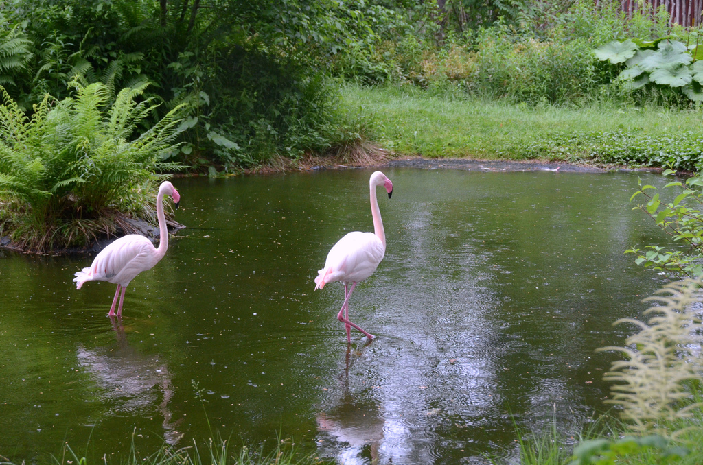 Flamingos at the Dyrepark | © Siri Spjelkavik / Flickr