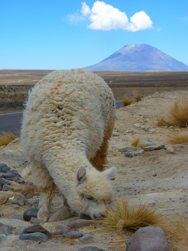 alpacaarequipa