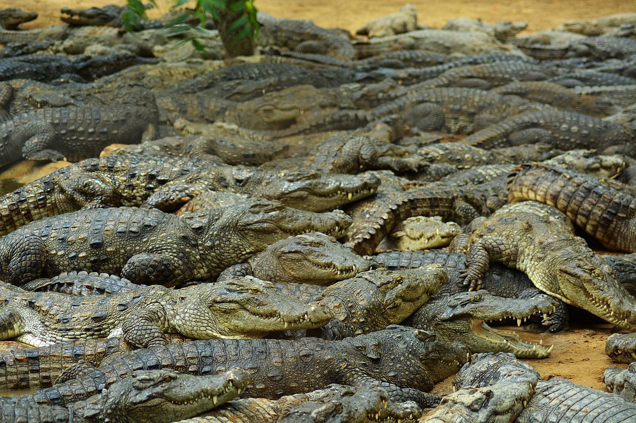 Crocodiles_getting_rest_after_feeding_in_Madras_Crocodile_Bank_Chennai