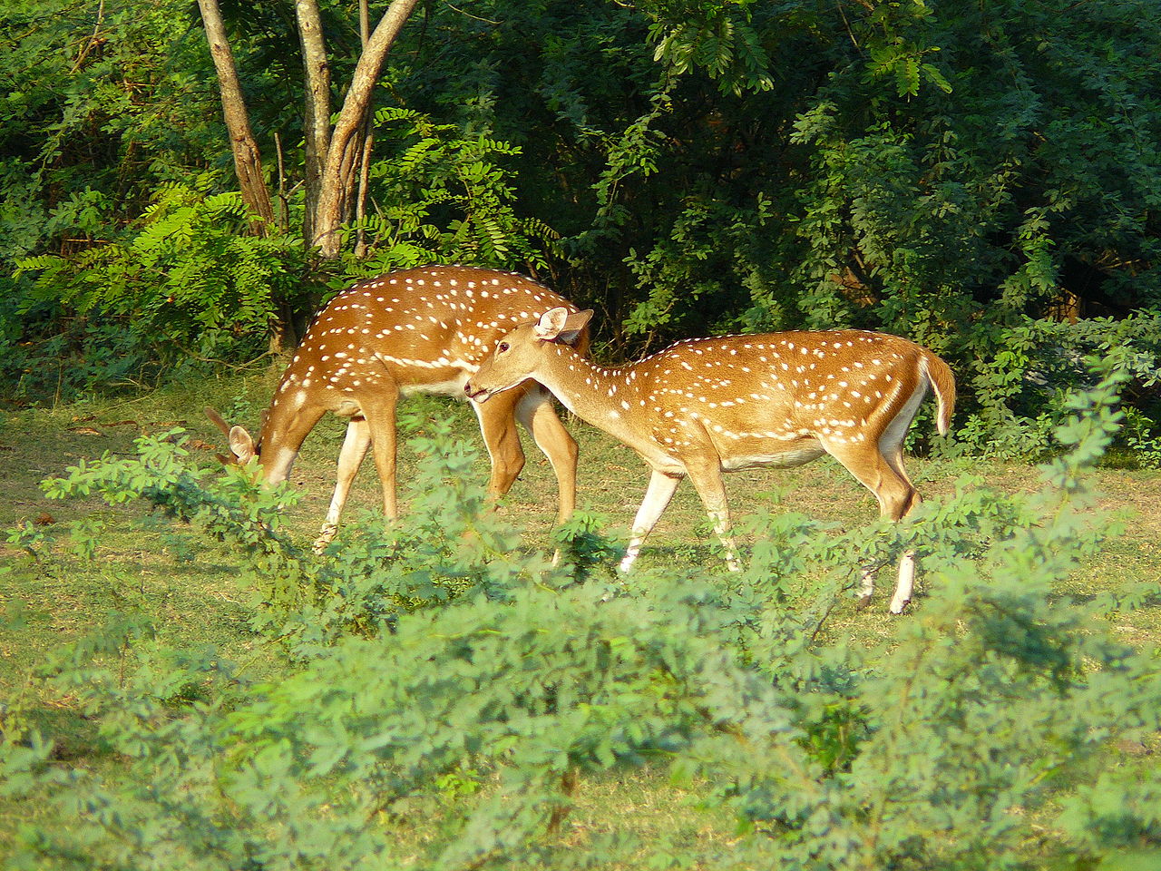 Deer IIT Madras