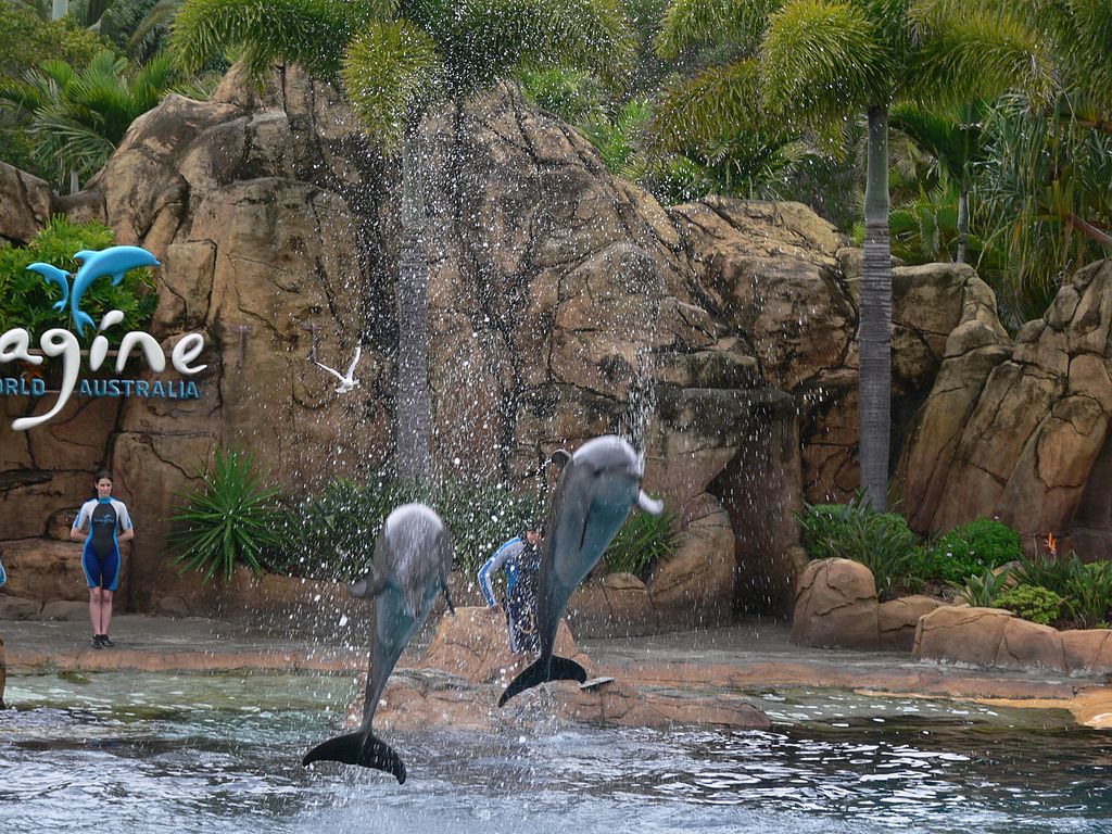 Dolphin Show at Sea World on the Gold Coast | © Flying Cloud_Wikimedia Commons