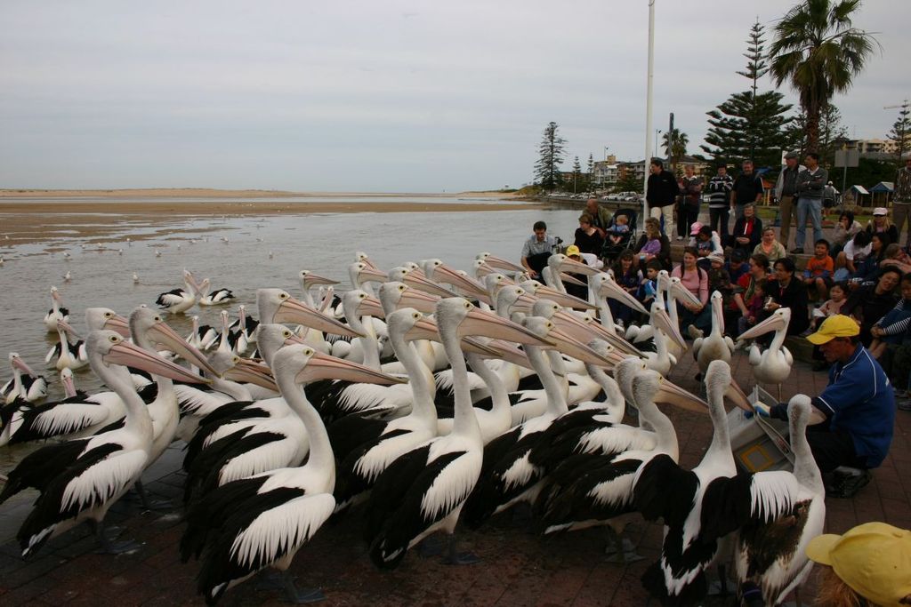 Pelican feeding at the Entrance | © Tirin:Wikimedia Commons