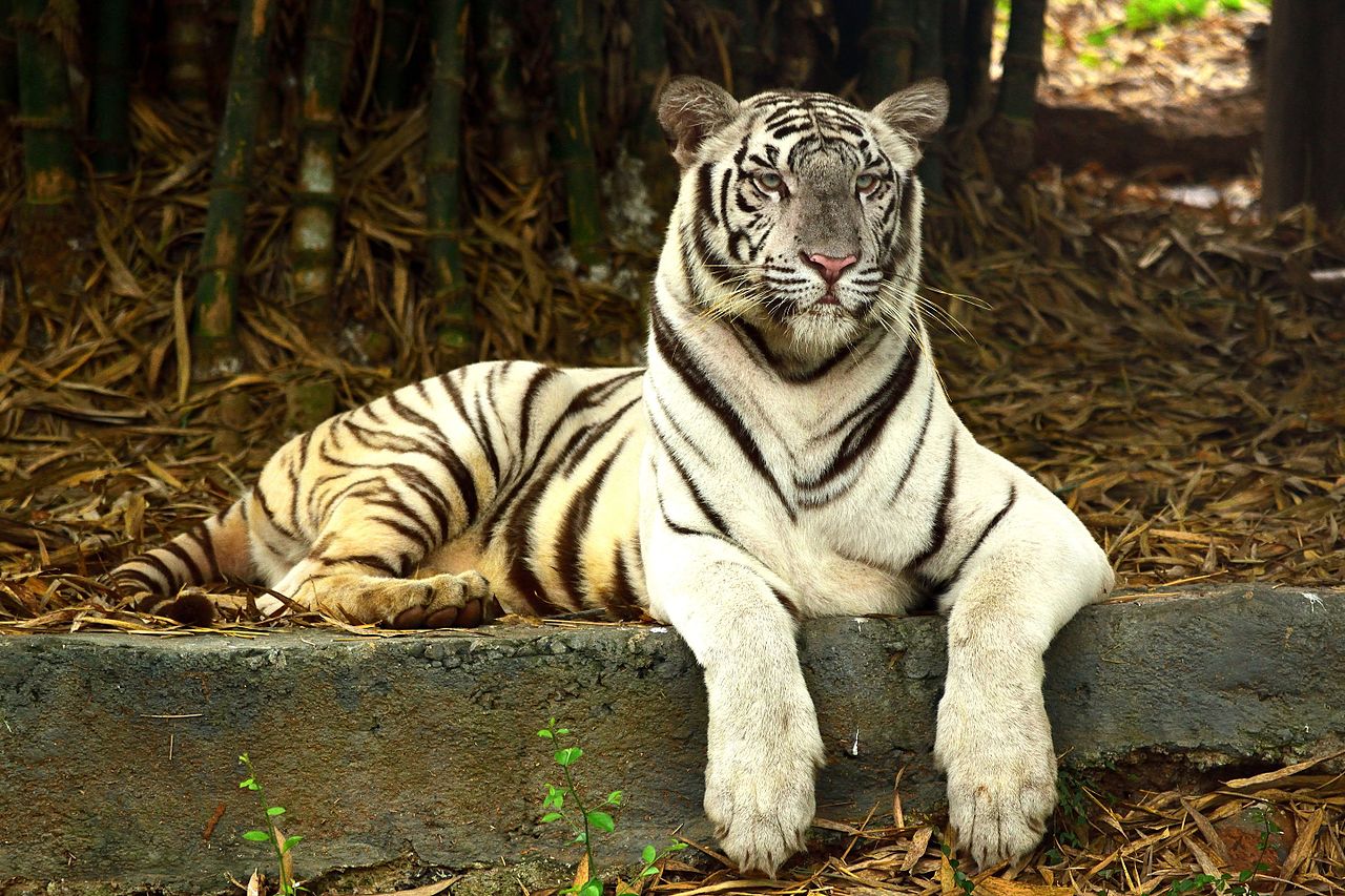 White_Bengal_Tiger,_Vandalur_zoo