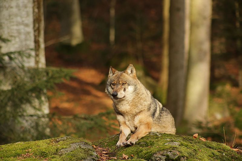 Wolf_im_Nationalpark_bayerischer_Wald,_Neuschönau