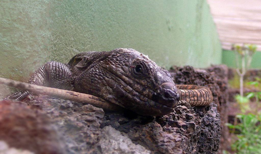 1024px-Gallotia_Simonyi_at_Centro_de_recuperación_del_lagarto_gigante.