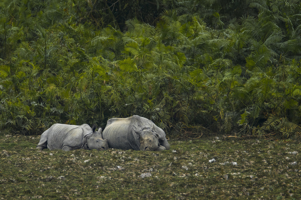 Kaziranga National Park