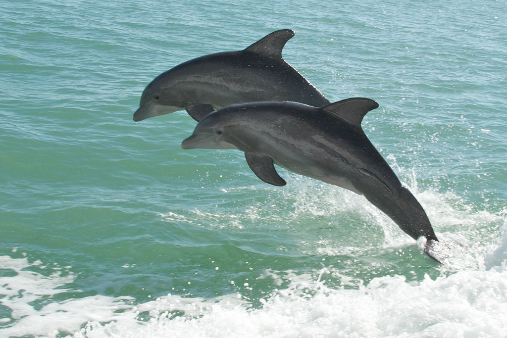 Dauphins sautant dedans l'océan