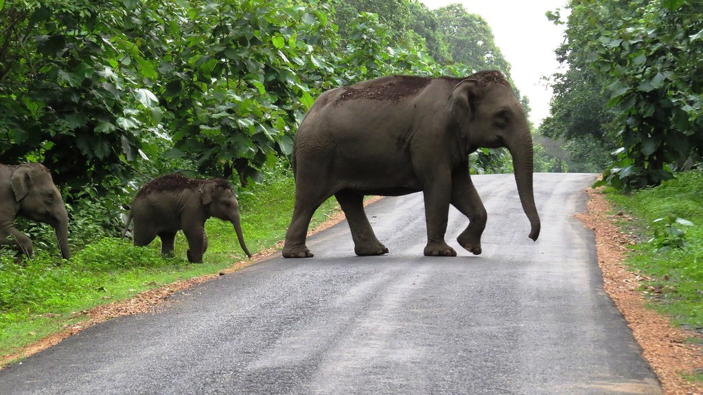 9.Elephant_crossing_road_