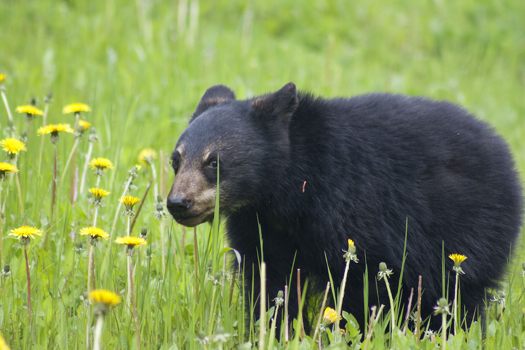 Black Bear, Canada