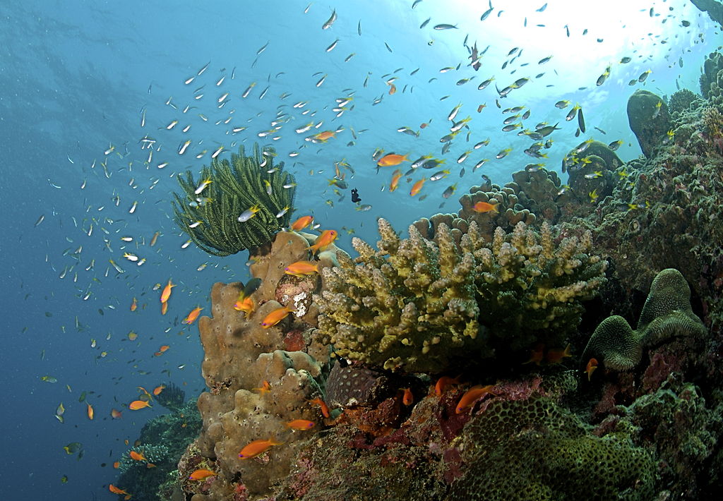 Coral reef Andaman