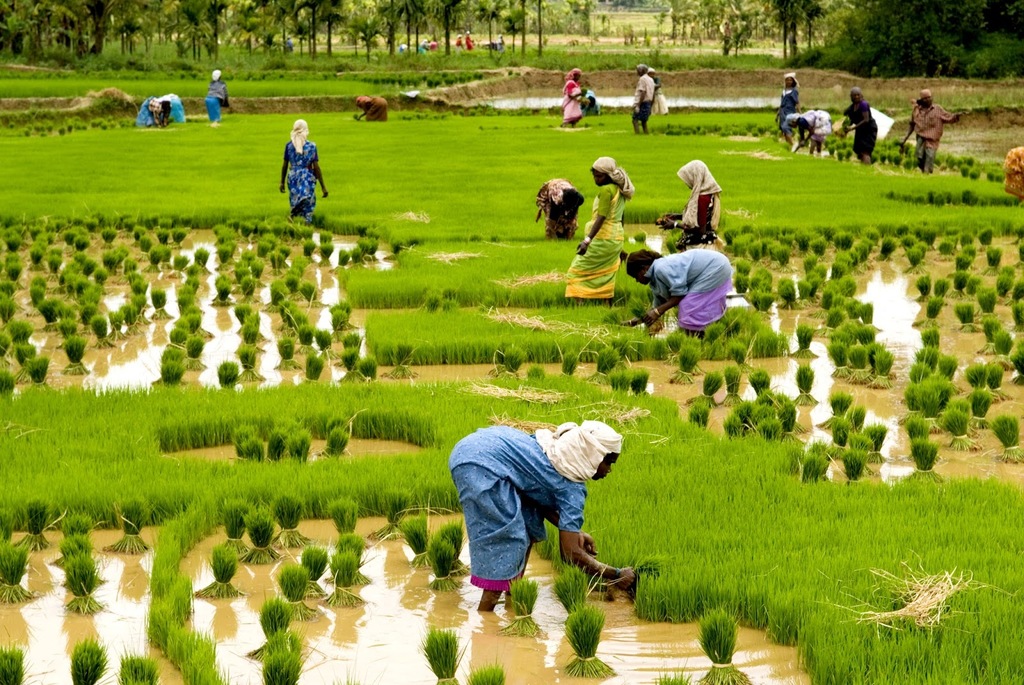 Farmers_engaged_in_rice_cultivation_