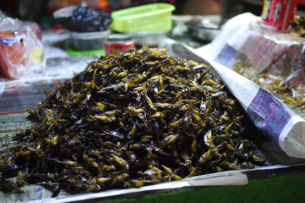 Fried-Locusts-in-Myanmar