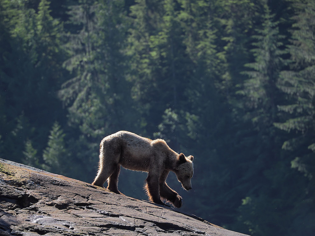 Grizzly, British Columbia