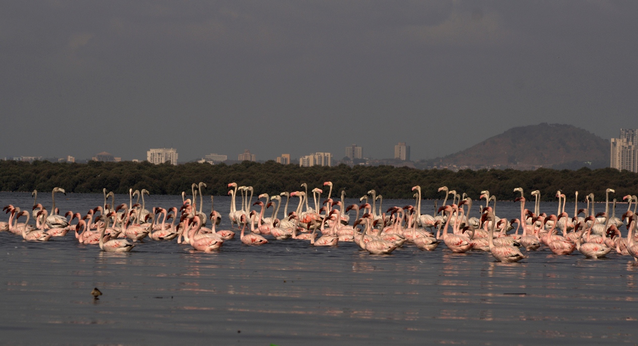 Lesser_and_Greater_Flamingos_at_Thane_Creek_by_Dr._Raju_Kasambe_(2)