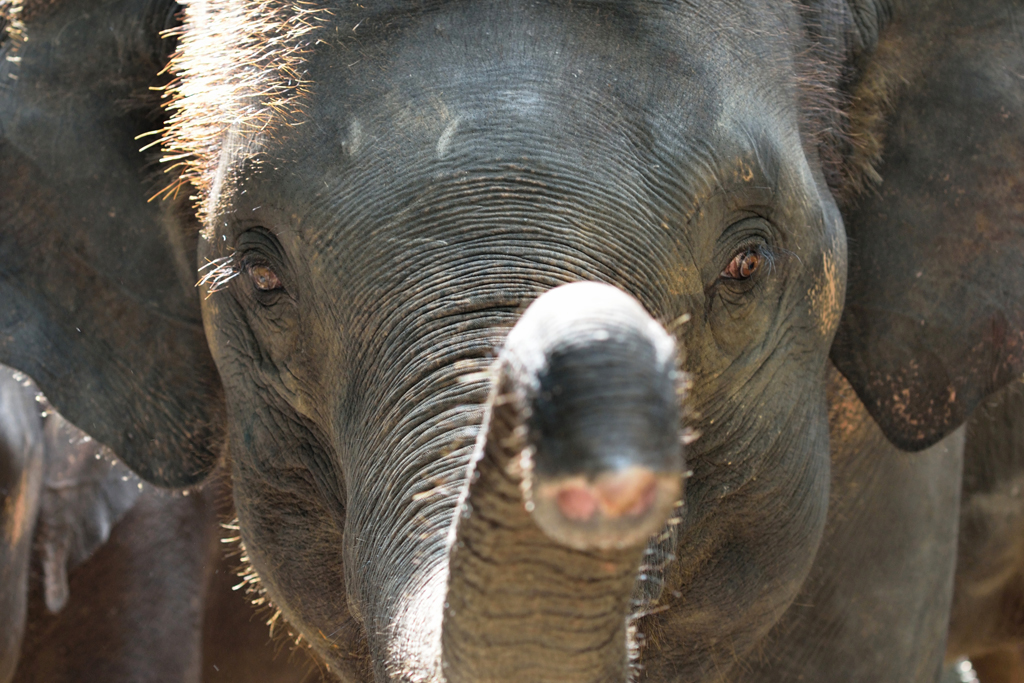 Southeast-Asian-Elephant