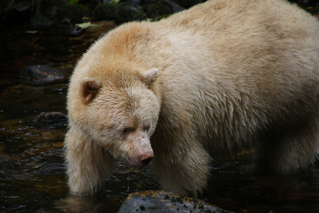 Spirit Bear, British Columbia