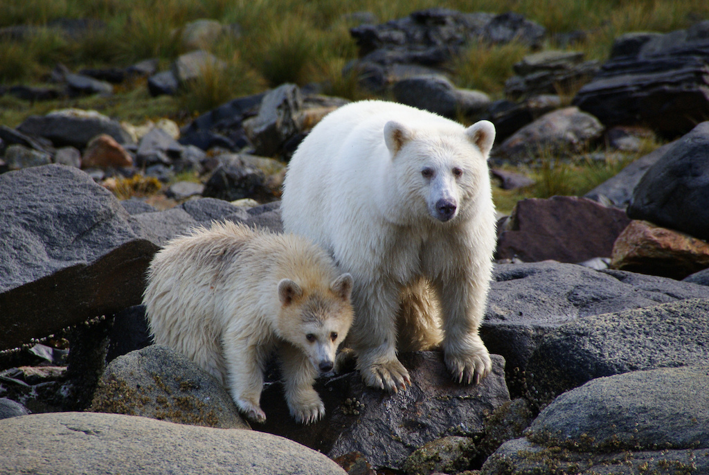 Spirit Bears, Canada