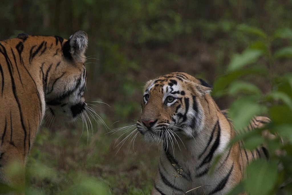 tiger_siblings_in_the_wild