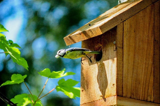 Volery Tiny Tit Bird Aviary Great Tit Birdhouse