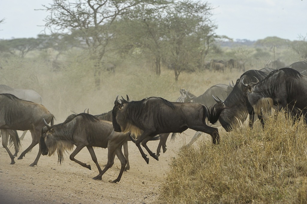 Wildebeest on the move