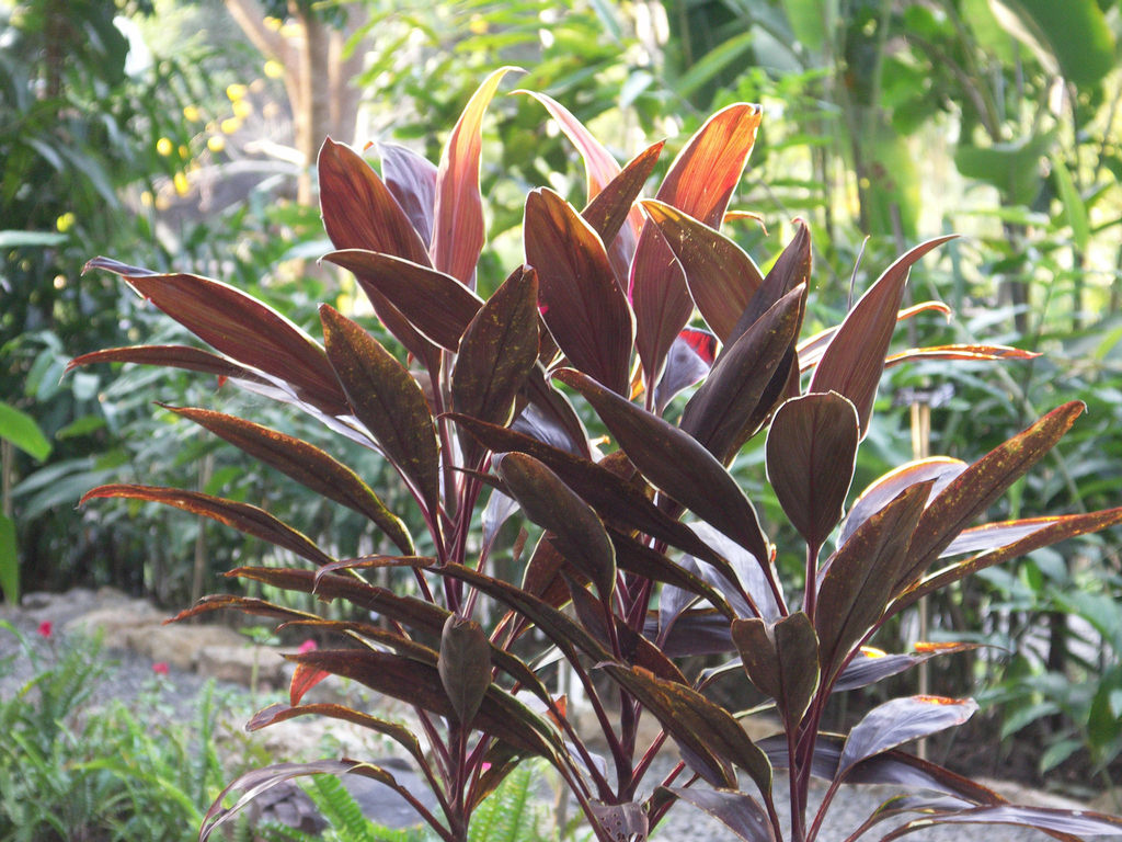 Luang Prabang Botanical Gardens | © Caitriana Nicholson/Flickr