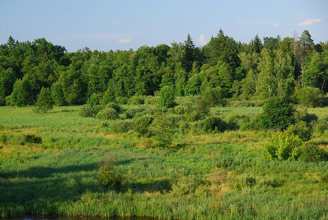 800px-Białowieski_park_narodowy_04