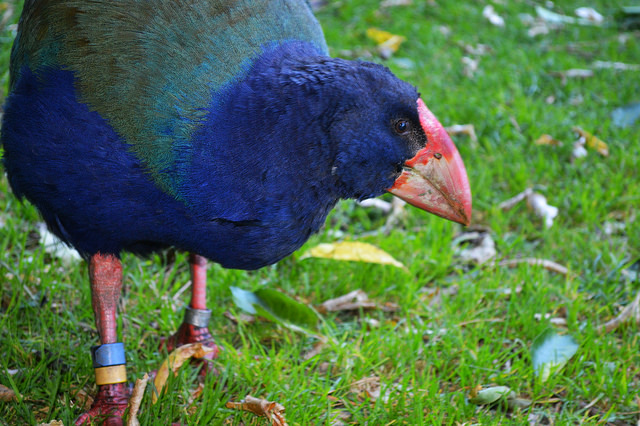 A Takahe at Zealandia