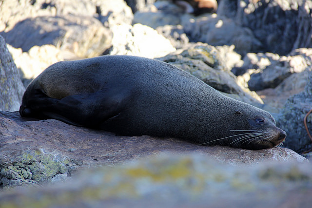 Fur Seal at Red Rocks